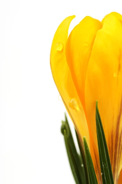 春天花番红花与地方为文本-垂直的白色背景上的黄色花朵的一部分 — 图库照片