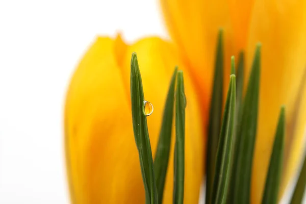 Del av gul blossom Vårens blommor krokusar och lämnar med vattendroppe på vit bakgrund — Stockfoto