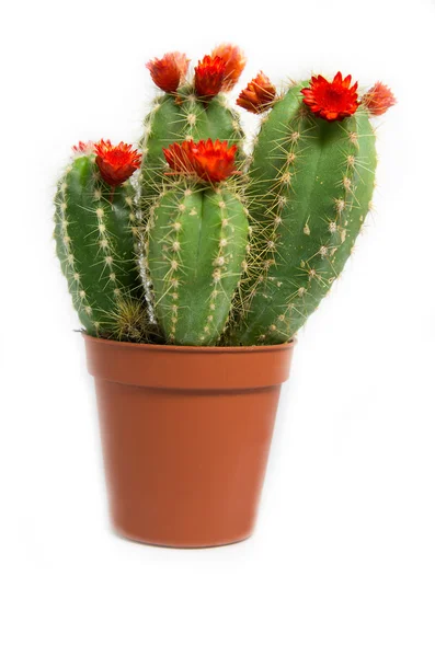 Cactus en fleurs sur fond blanc Photos De Stock Libres De Droits