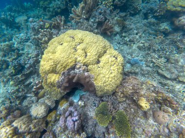 Filipinler 'deki Coron Palawan yakınlarındaki bir mercan resifinde biyolojik çeşitlilikte deniz yıldızı ve renkli mercanlar bulunur. Yüksek kalite fotoğraf