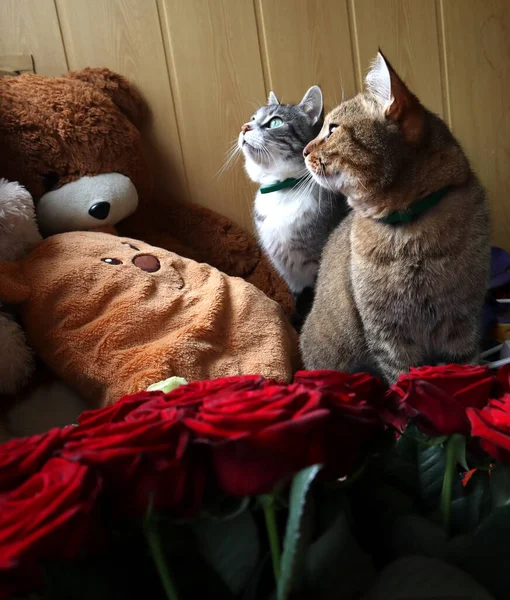 Two Cats Gray Red Sit Red Roses Soft Toys Look — Stock Photo, Image