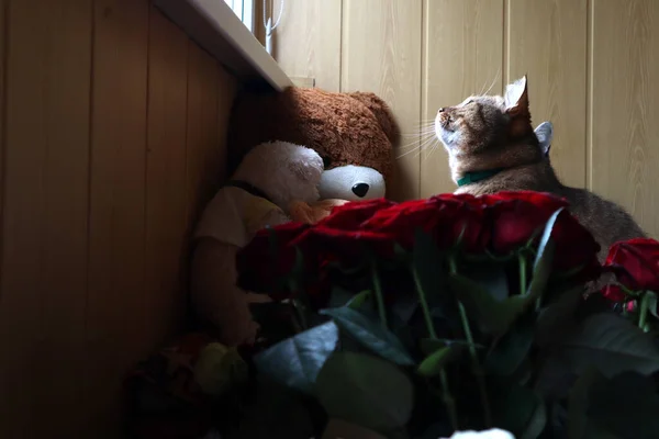 Red Cat Sits Looks Out Window Foreground Bouquet Red Roses — Stock Photo, Image