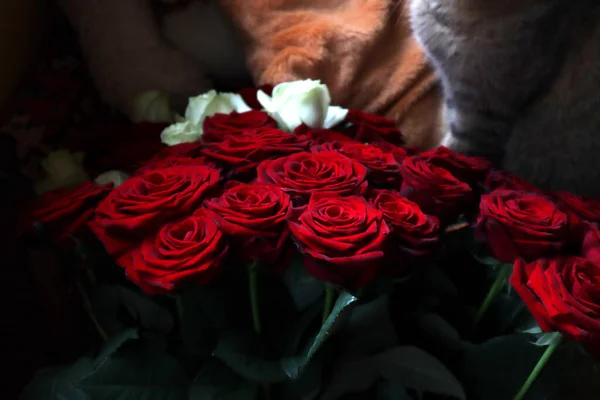 Buketter Röda Och Vita Rosor Bakgrunden Sitter Katt Och Mjuka — Stockfoto