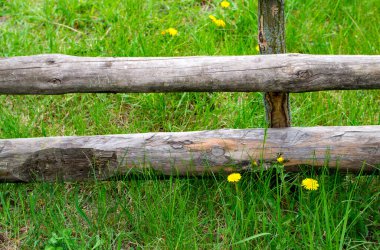 Çimlerde karahindiba. Ahşap bir çitin arkasında sarı karahindibalar. Bahar arkaplanı.
