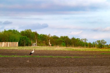 Leylek ve baharda yeni sürülmüş tarla. Çiftlik arazisi. Yeni sürülmüş bir tarlada yakın plan çizgiler. İlkbaharda kırsal bölgede. Tarım.