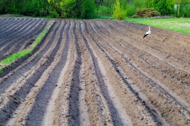 Baharda leylekle yeni sürülmüş tarla. Çiftlik arazisi. Yeni sürülmüş bir tarlada yakın plan çizgiler. Tarım.
