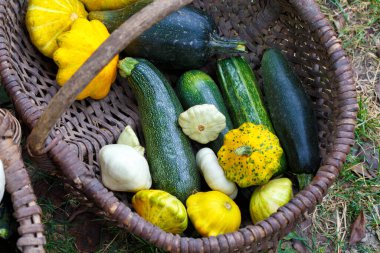 Hasır sepette kabak. Kabak hasadı. Organik gıda konsepti.