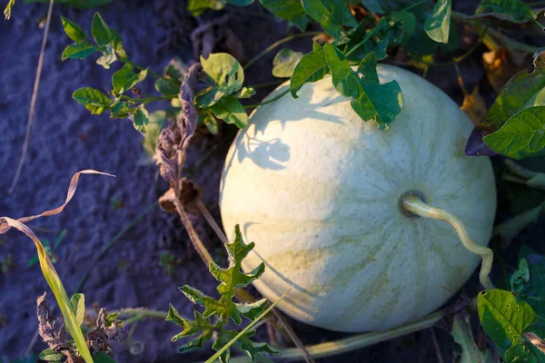 Plante Pastèque Dans Potager Décryptages Pastèque Fraîche Poussant Soleil Dans — Photo