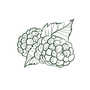 Blackberry Line vektör çizimi. Mobil konsept, baskı, menü ve web uygulamaları için ayrıntılı yiyecek simgesi. Restoran, bar, vegan, sağlıklı ve organik yiyecekler, market, çiftçi pazarı için..