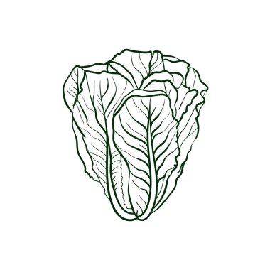 Romaine lettuce Line vector illustration. Detailed Food icon for mobile concept, print, menu, and web apps. For for restaurant, bar, vegan, healthy and organic food, market, farmers market. vector Romaine lettuce Line vector illustration. Detailed Food icon for mobile concept, print, menu, and web apps. For for restaurant, bar, vegan, healthy and organic food, market, farmers market. vector