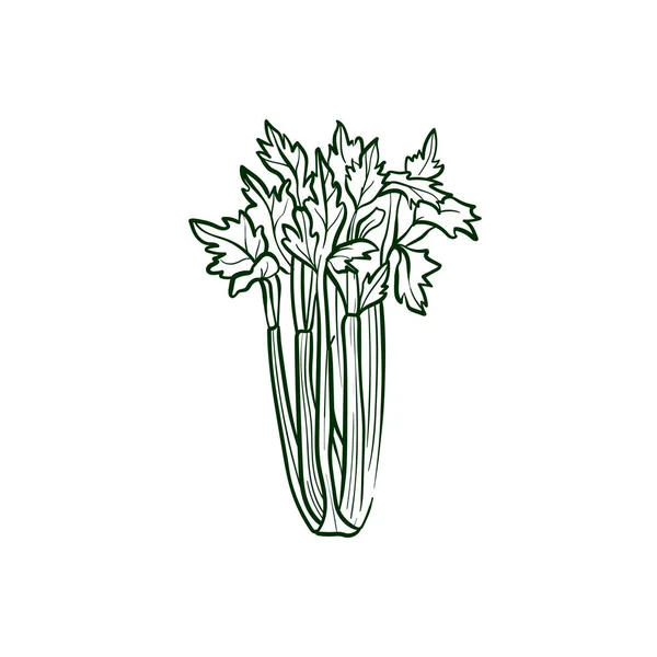 Векторная Иллюстрация Celery Line Подробная Иконка Food Мобильного Концепта Печати — стоковый вектор