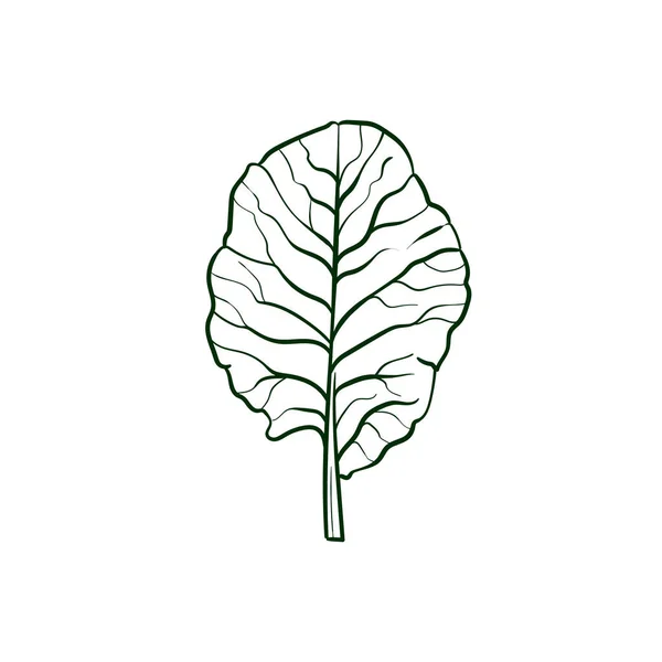 100,000 Collard greens Vector Images Depositphotos