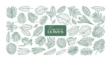 Tropik yaprak ikon çizgisi seti. Minimum çiçek vektör koleksiyonu. Karalama bitkisinin el çizimi. Saf doğa organik. Botanik çiçek rozeti. Eko ürün amblemi.