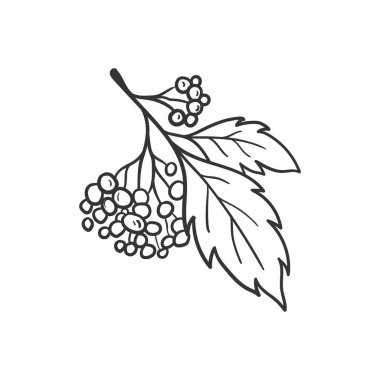 El çizimi sonbahar karalaması renksiz çizimler seti. Vektör nesneleri. Poster, arkaplan veya kart çizimleri.