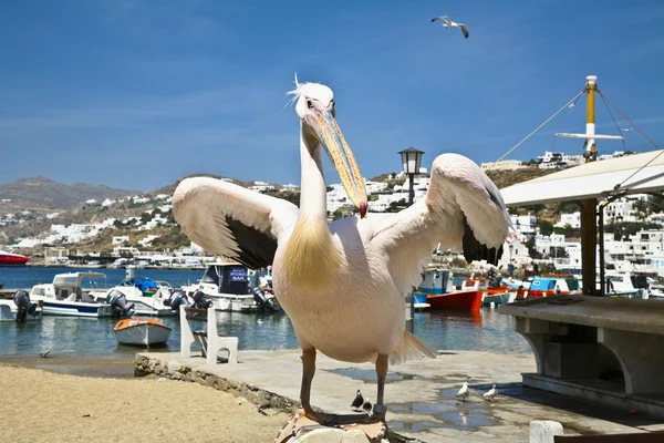 Pelikan Mykonos Yunanistan