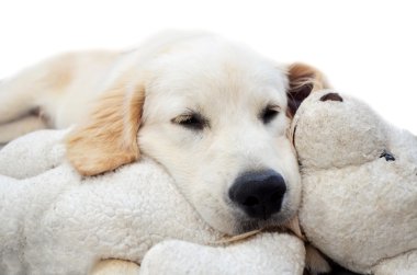 Golden Retriever Yavrusu