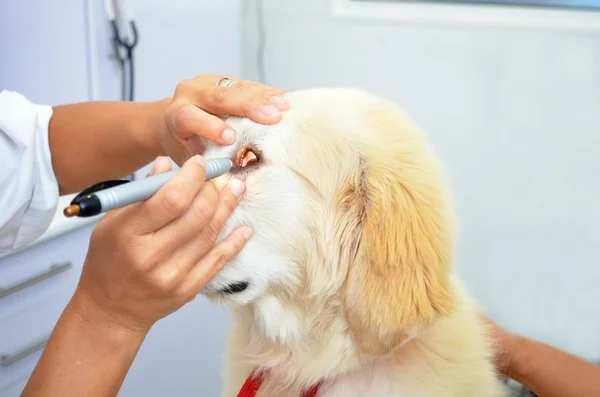 Veteriner köpek yavrusu.