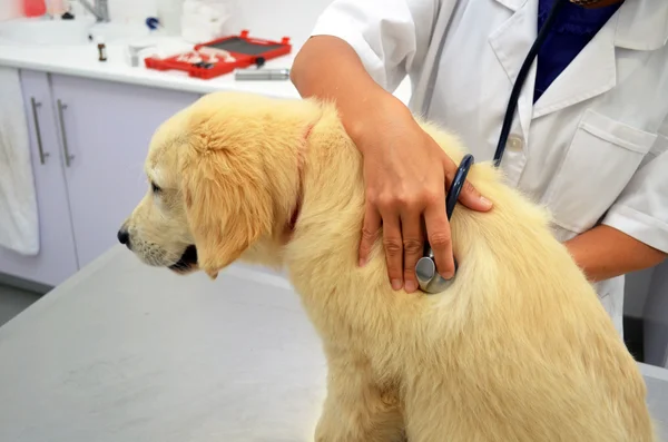 Vet verificando cachorro cachorro cão — Fotografia de Stock