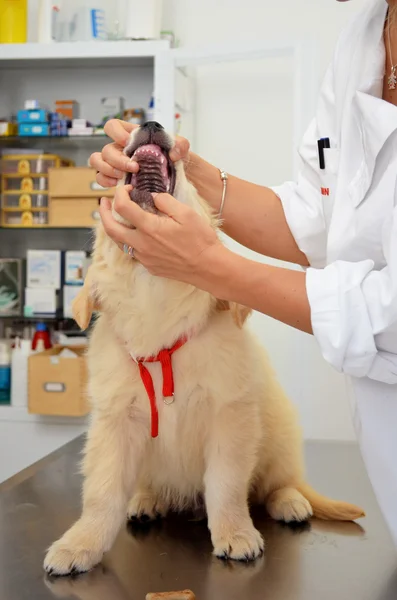 Veteriner köpek yavrusu.