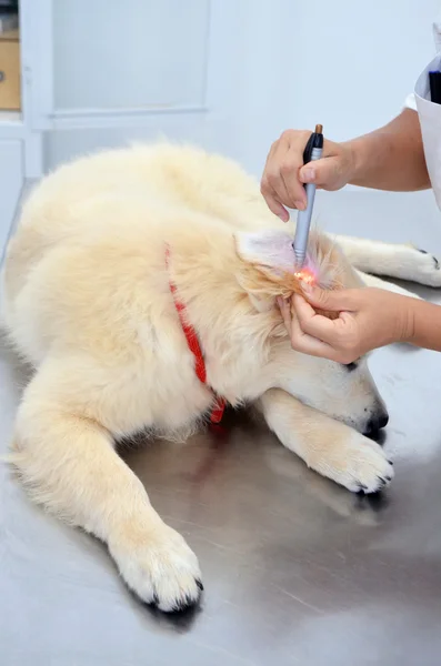 Vet verificando cachorro cachorro cão — Fotografia de Stock