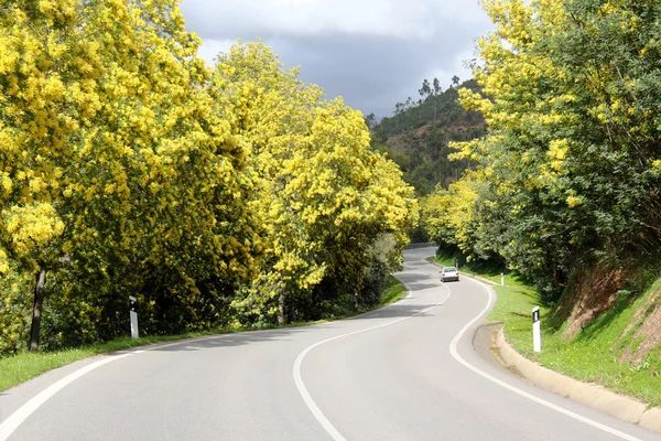 Mimosa skogsstig — Stockfoto