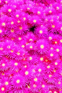 Pembe çiçek arkaplanı