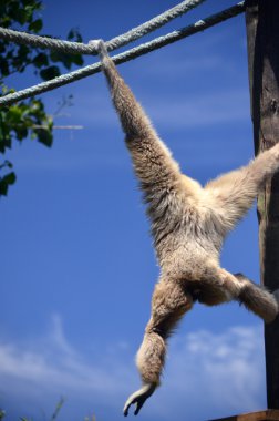 Monkey swinging clipart