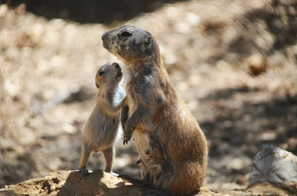 Prairie cão e bebê — Fotografia de Stock