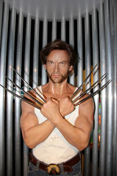 Wolverine — Stok fotoğraf