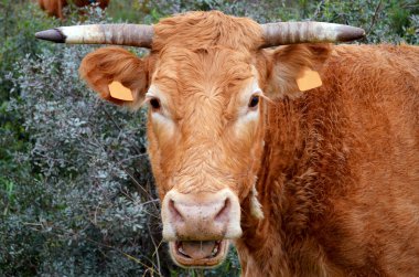 Araba paintwor peeling