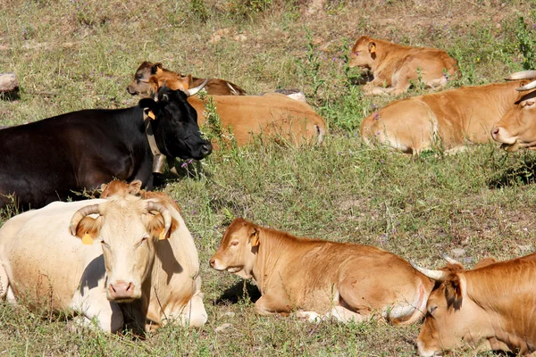 Коровы, отдыхающие в поле — стоковое фото