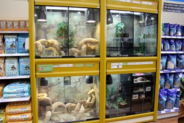 Reptile Display tanks in a pet store. clipart