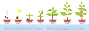 Phases plant growing in pot. Growing plant stages. Seeds, watering can, sprout, grown plant. Seedling gardening plant. Infographic. Evolution concept. Vector illustration of growing plant. flat style