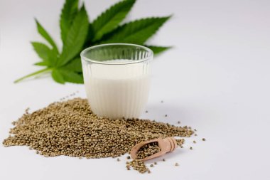 Bir bardak bitkisel kenevir sütü tohum ve yeşil kenevir yaprağı beyaz arka planda fotokopi alanı ile.