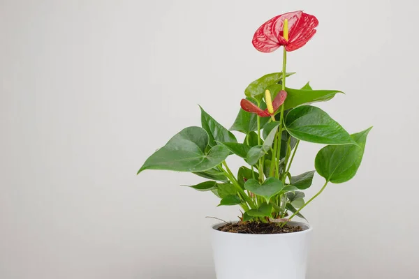 Anthurium Una Olla Cerámica Enverdeciendo Casa Con Plantas Interior Copyspace —  Fotos de Stock