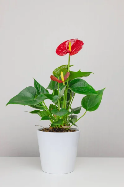 Anthurium plant in ceramic pot minimalism concept . Greening home with Houseplants. Copyspace. Eco lifestyle. Vertical orientation.