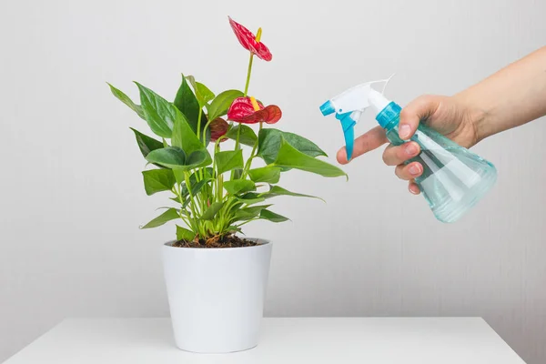 Watering plants at home. Anthurium flower in a ceramic pot and a spray bottle nearby. Greening the house with indoor plants. Copyspace. Home Plants Care.