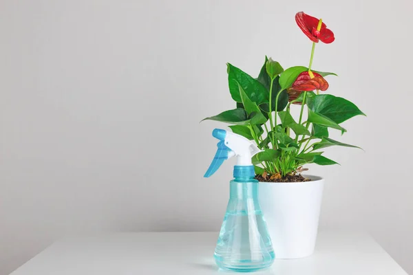 Inicio flor Anthurium en una olla de cerámica y una botella de aerosol cerca. Enverdeciendo la casa con plantas de interior. Copyspace. Home Plantas Cuidado —  Fotos de Stock