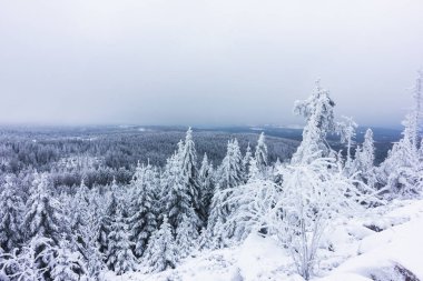 Karla kaplı köknar ve ağaçlar sisli bir gökyüzüne karşı. Kışın Ulusal Doğa Parkı. Yeni Yıl, Noel Ormanı.