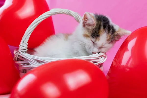 Concepto de San Valentín, unas vacaciones para todos los amantes. Un lindo gatito tricolor yace y duerme en una canasta blanca de mimbre junto a globos en forma de corazón. Postal, lugar para el texto — Foto de Stock