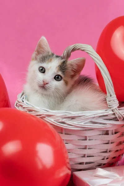 Valentines day concept, a holiday for all lovers. A cute tricolor kitten lies in a wicker white basket next to heart-shaped balloons. Postcard, place for text — Stock Photo, Image