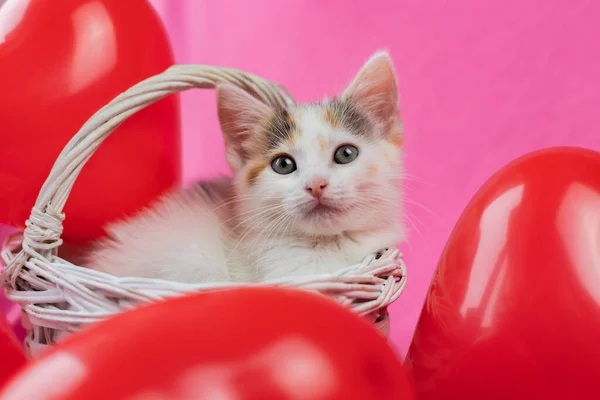 Koncepcja Walentynki, wakacje dla wszystkich miłośników. Słodki trójkolorowy kotek leży w wiklinowym białym koszu obok balonów w kształcie serca. Pocztówka, miejsce na tekst — Zdjęcie stockowe