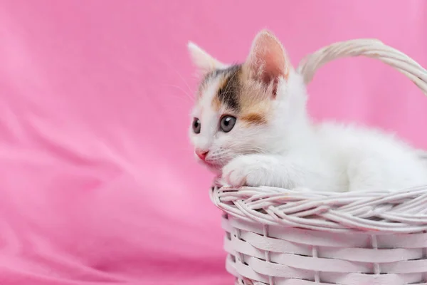 Słodki i piękny kotek siedzi w białym wiklinowym koszu na różowym tle. Miejsce na tekst. Zwierzęta domowe — Zdjęcie stockowe