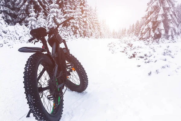 Fat bike in the winter forest. Cycling, fat biking in winter