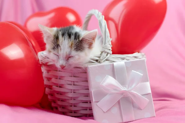 Lindo gatito duerme en una cesta de mimbre. junto a globos-corazones y un regalo. Postal para San Valentín y días festivos. — Foto de Stock