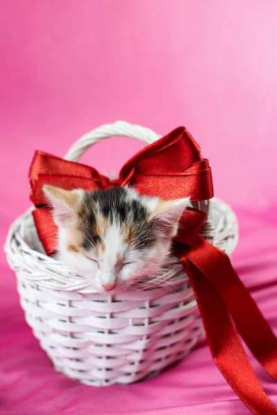 Een schattig katje met een grote rode strik slaapt in een rieten mandje. Grappige huisdieren. Briefkaart voor de vakantie. Verticale oriëntatie, kopieerruimte — Stockfoto