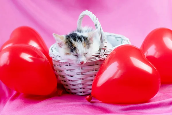 Lindo gatito duerme en una canasta de mimbre, junto a globos-corazones. Postal para San Valentín y días festivos. — Foto de Stock