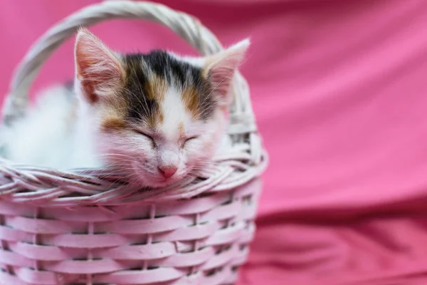 Lindo gatito tricolor duerme en una canasta de mimbre blanca sobre un fondo visual. Postal, felicitaciones por las vacaciones. lugar para el texto. — Foto de Stock