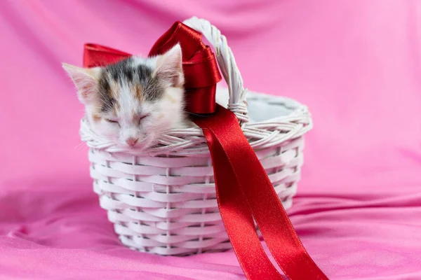 Cute tricolor kitten sleeps in a white wicker basket with a beautiful red bow on a pink background. Gift card, congratulations on the holidays. Favorite pets.