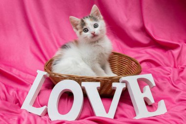 Cute tricolor kitten sits in a wicker basket on a pink background. The word love made of white wooden letters in front of it. Greeting card, Valentines Day